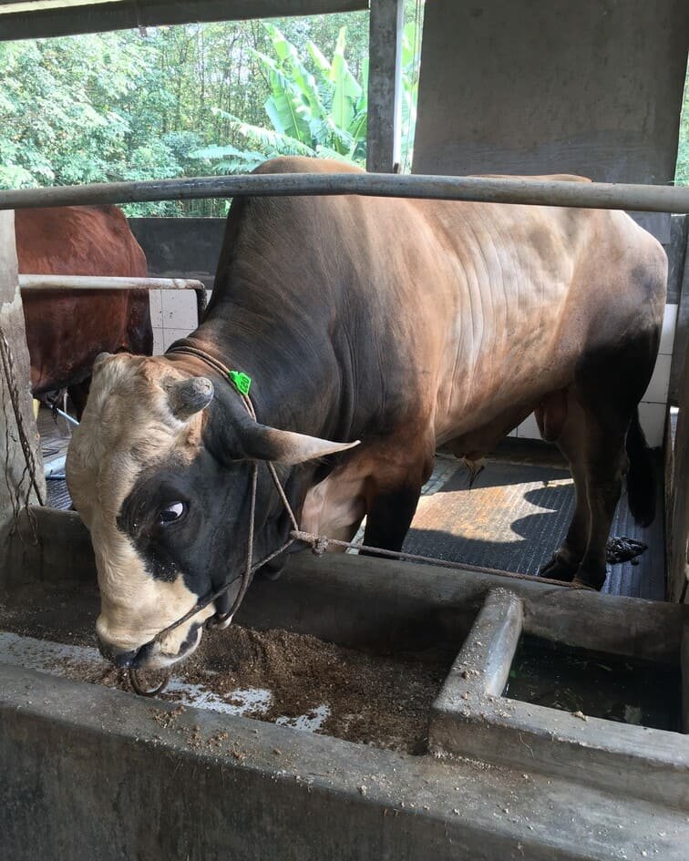 gifi farm hewan kurban sapi 350kg