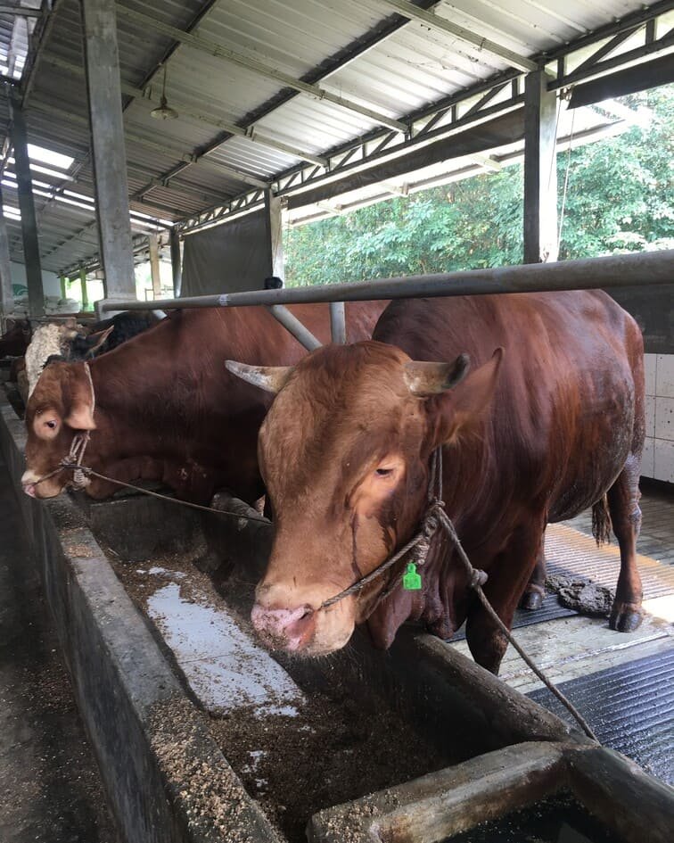 gifi farm hewan kurban sapi 400kg