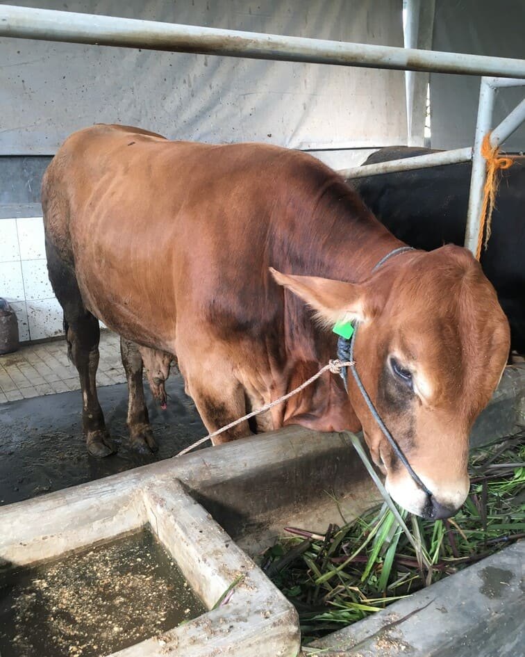 gifi farm hewan kurban sapi 500kg