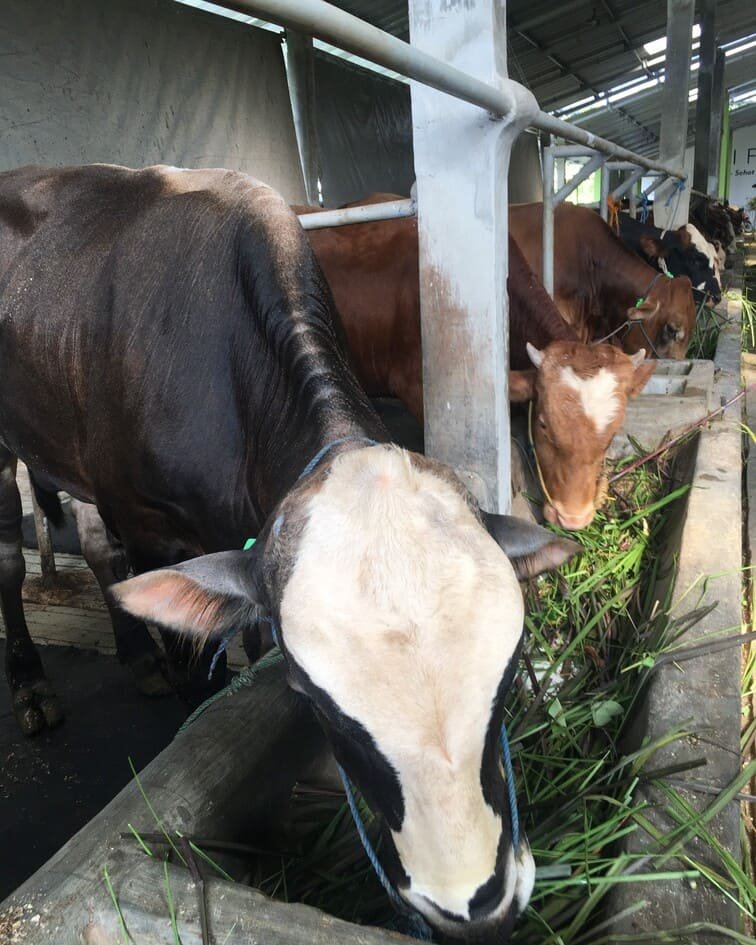 gifi farm hewan kurban sapi 550kg