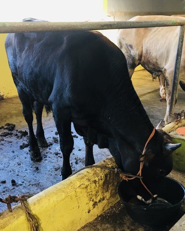 gifi farm hewan kurban sapi 600kg