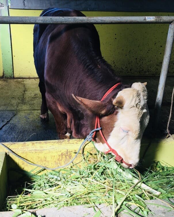 gifi farm hewan kurban sapi 650kg