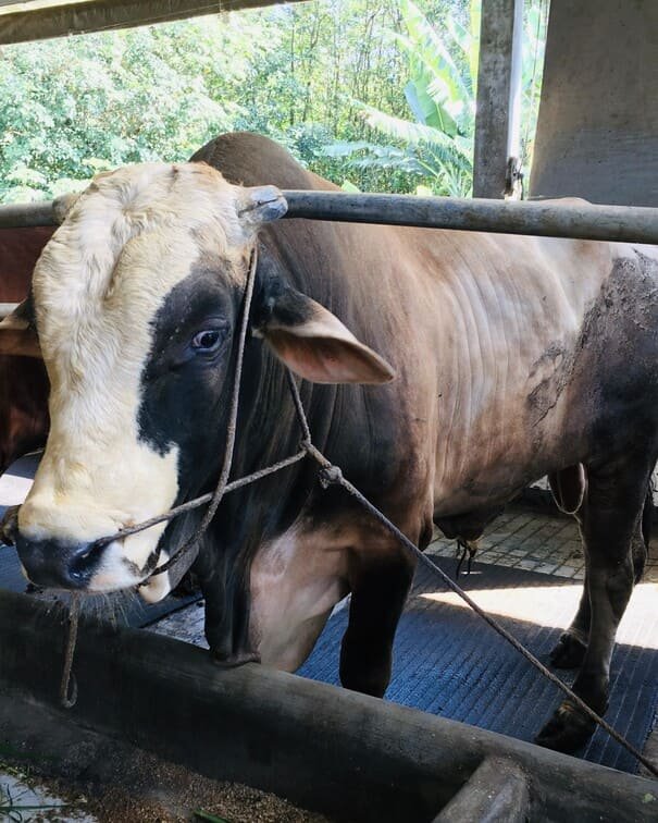 gifi farm hewan kurban sapi 700kg